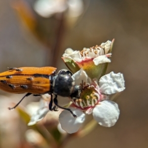 Castiarina subpura at Block 402 - 19 Nov 2023