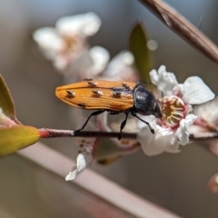 Castiarina subpura at Bluetts Block (402, 403, 12, 11) - 19 Nov 2023