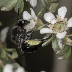 Leioproctus sp. (genus) at McKellar, ACT - 17 Nov 2023