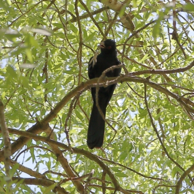 Eudynamys orientalis (Pacific Koel) at Higgins Woodland - 19 Nov 2023 by MichaelWenke