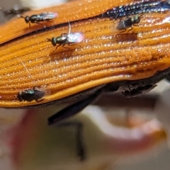 Chalcidoidea (superfamily) (A gall wasp or Chalcid wasp) at Piney Ridge - 19 Nov 2023 by Miranda