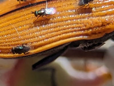 Chalcidoidea (superfamily) (A gall wasp or Chalcid wasp) at Block 402 - 19 Nov 2023 by Miranda