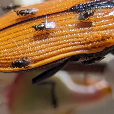 Chalcidoidea (superfamily) (A gall wasp or Chalcid wasp) at Bluetts Block Area - 19 Nov 2023 by Miranda