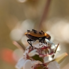 Chalcidoidea (superfamily) at Bluetts Block (402, 403, 12, 11) - 19 Nov 2023