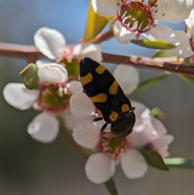 Castiarina australasiae (A jewel beetle) at Piney Ridge - 19 Nov 2023 by Miranda