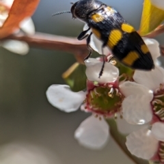 Castiarina australasiae at Bluetts Block (402, 403, 12, 11) - 19 Nov 2023