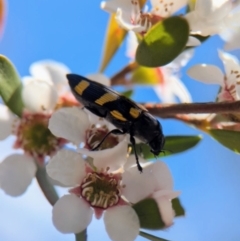 Castiarina australasiae at Block 402 - 19 Nov 2023