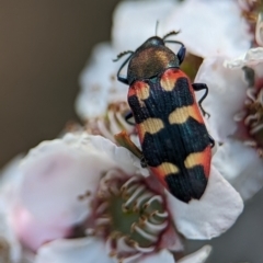 Castiarina sexplagiata (Jewel beetle) at Piney Ridge - 19 Nov 2023 by Miranda
