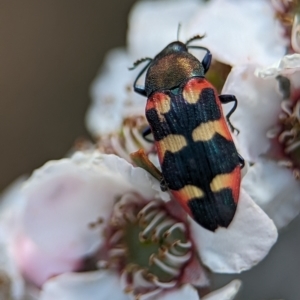 Castiarina sexplagiata at Bluetts Block (402, 403, 12, 11) - 19 Nov 2023