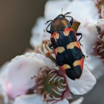 Castiarina sexplagiata (Jewel beetle) at Bluetts Block Area - 19 Nov 2023 by Miranda