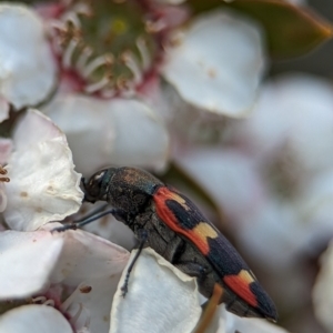 Castiarina sexplagiata at Bluetts Block (402, 403, 12, 11) - 19 Nov 2023 01:16 PM