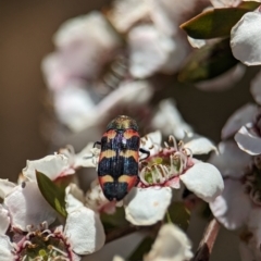 Castiarina sexplagiata at Bluetts Block (402, 403, 12, 11) - 19 Nov 2023