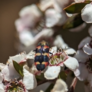 Castiarina sexplagiata at Bluetts Block (402, 403, 12, 11) - 19 Nov 2023