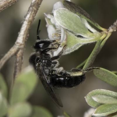 Leioproctus sp. (genus) (Plaster bee) at Croke Place Grassland (CPG) - 17 Nov 2023 by kasiaaus