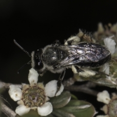 Leioproctus sp. (genus) at McKellar, ACT - 17 Nov 2023