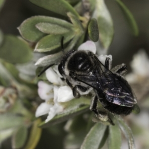 Leioproctus sp. (genus) at McKellar, ACT - 17 Nov 2023