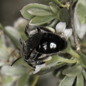 Leioproctus sp. (genus) at McKellar, ACT - 17 Nov 2023