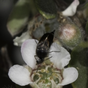 Mordellidae (family) at McKellar, ACT - 17 Nov 2023