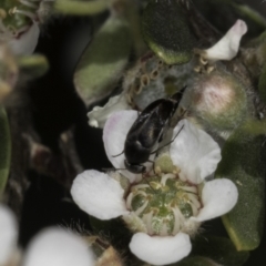 Mordellidae (family) at McKellar, ACT - 17 Nov 2023