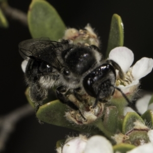 Leioproctus sp. (genus) at McKellar, ACT - 17 Nov 2023