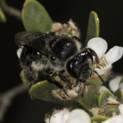 Leioproctus sp. (genus) (Plaster bee) at Croke Place Grassland (CPG) - 17 Nov 2023 by kasiaaus