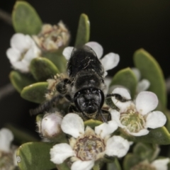 Leioproctus sp. (genus) at McKellar, ACT - 17 Nov 2023