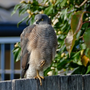 Accipiter cirrocephalus at Banks, ACT - 5 May 2022