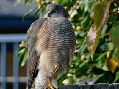 Tachyspiza cirrocephala (Collared Sparrowhawk) at Banks, ACT - 5 May 2022 by UserfaKgHkxs