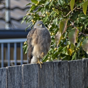 Accipiter cirrocephalus at Banks, ACT - 5 May 2022