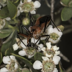 Gminatus australis at McKellar, ACT - 17 Nov 2023