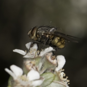 Calliphora stygia at McKellar, ACT - 17 Nov 2023