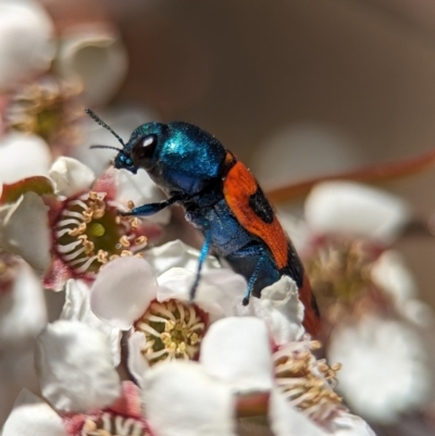 Castiarina crenata (Jewel beetle) at Piney Ridge - 19 Nov 2023 by Miranda