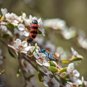 Castiarina crenata at Bluetts Block (402, 403, 12, 11) - 19 Nov 2023