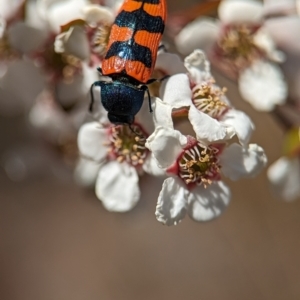 Castiarina crenata at Bluetts Block (402, 403, 12, 11) - 19 Nov 2023 12:15 PM