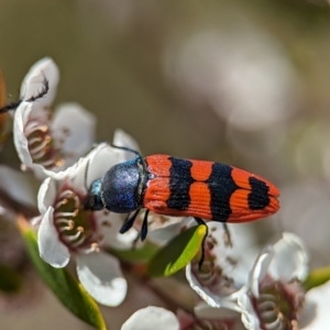 Castiarina crenata at Bluetts Block (402, 403, 12, 11) - 19 Nov 2023