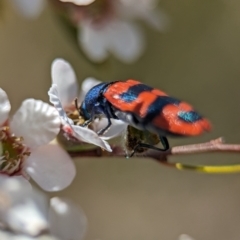 Castiarina crenata at Bluetts Block (402, 403, 12, 11) - 19 Nov 2023