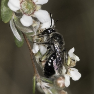 Leioproctus sp. (genus) at Lawson, ACT - 17 Nov 2023