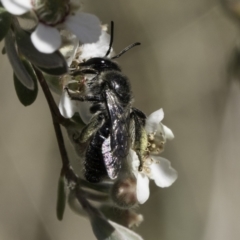 Leioproctus sp. (genus) at Lawson, ACT - 17 Nov 2023