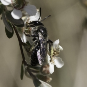 Leioproctus sp. (genus) at Lawson, ACT - 17 Nov 2023 02:54 PM