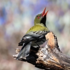 Oriolus sagittatus (Olive-backed Oriole) at West Wodonga, VIC - 18 Nov 2023 by KylieWaldon