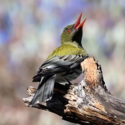 Oriolus sagittatus (Olive-backed Oriole) at Wodonga - 18 Nov 2023 by KylieWaldon