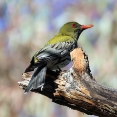 Oriolus sagittatus at Wodonga - 19 Nov 2023