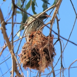 Oriolus sagittatus at West Wodonga, VIC - 19 Nov 2023 07:16 AM