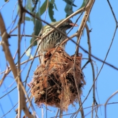 Oriolus sagittatus at West Wodonga, VIC - 19 Nov 2023