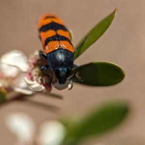 Castiarina crenata at Bluetts Block (402, 403, 12, 11) - 19 Nov 2023 12:29 PM