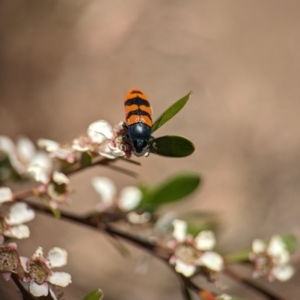 Castiarina crenata at Bluetts Block (402, 403, 12, 11) - 19 Nov 2023