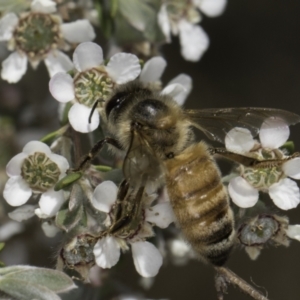 Apis mellifera at McKellar, ACT - 17 Nov 2023