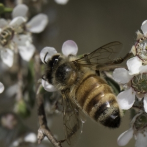 Apis mellifera at McKellar, ACT - 17 Nov 2023