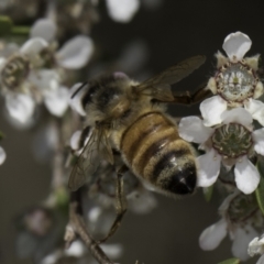 Apis mellifera at McKellar, ACT - 17 Nov 2023 02:55 PM