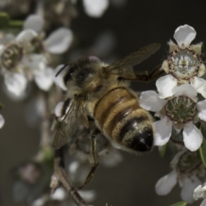 Apis mellifera at McKellar, ACT - 17 Nov 2023